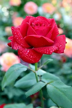 a red rose with water droplets on it's petals in the middle of a garden