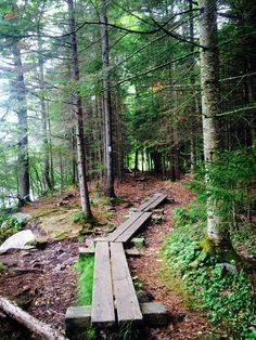 a wooden bench sitting in the middle of a forest