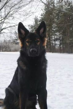 a large black dog sitting in the snow