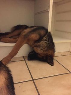 two dogs are laying on the floor in front of a shelf with their heads down