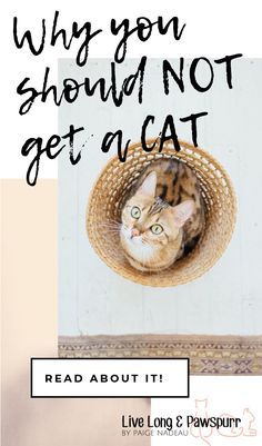 a cat sitting in a basket with the caption why you should not get a cat