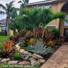 the front yard is full of tropical plants