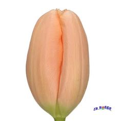 an open flower bud on a white background