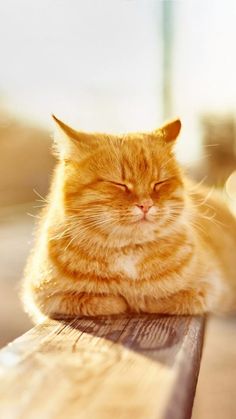 an orange cat laying on top of a wooden bench with its eyes closed and it's head resting