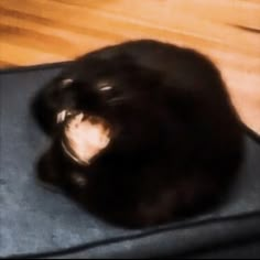 a black cat laying down on top of a blue cushion next to a wooden floor