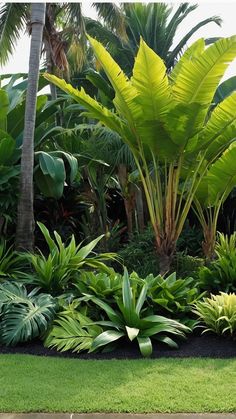 a lush green garden filled with lots of trees and plants on top of grass covered ground