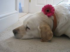 a dog laying on the floor with a flower in it's hair and wearing a collar