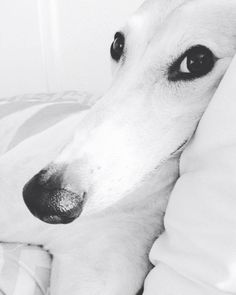 a white dog laying on top of a bed covered in blankets and pillows with his head resting on the pillow