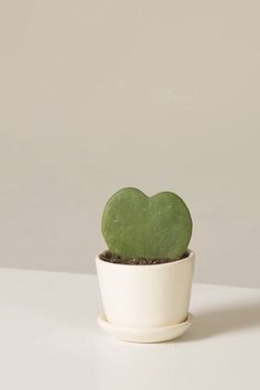 a small green heart shaped cactus in a white ceramic pot on a white countertop