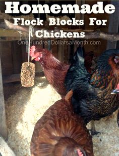 three chickens in a coop with the words homemade flock blocks for chickens