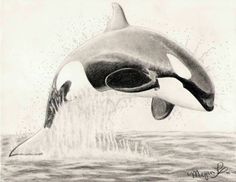 a drawing of an orca jumping out of the water