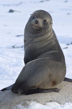 a seal sitting on top of a rock in the snow