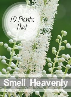 some white flowers with the words 10 plants that smell smell