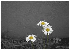 three white daisies in front of a gray wall