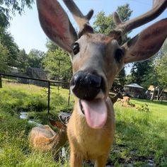 a deer sticking its tongue out in the grass