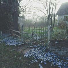 blue flowers are growing on the ground in front of a stone wall and fence with a wooden gate