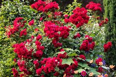 red flowers are blooming in the garden