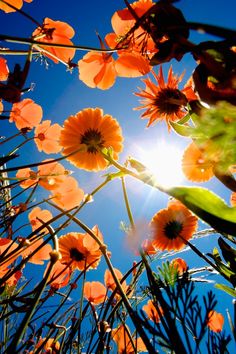 the sun is shining through some orange flowers