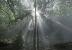 sunbeams shine through the trees in a forest filled with rocks and mossy vegetation