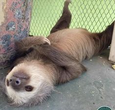 a brown and white sloth laying on its back in front of a green fence