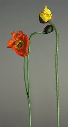 two orange and yellow flowers with stems sticking out of the top, in front of a gray background