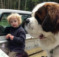 a little boy sitting in the bed of a truck next to a large brown and white dog