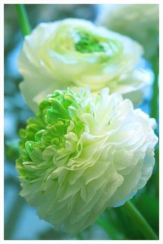 two white flowers with green centers in the middle