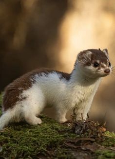 a small animal standing on top of a moss covered ground with trees in the background