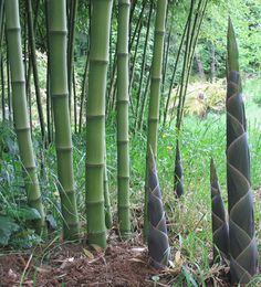 several tall green bamboo trees in the grass