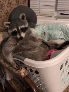 a raccoon is sitting in a laundry basket