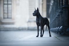 a large black dog standing on top of a sidewalk