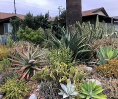 many different types of plants and rocks in front of some houses with palm trees on the other side