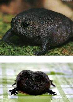 two different pictures of a frog on the ground and one with an animal's head