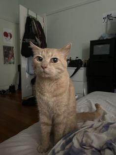 an orange cat sitting on top of a bed