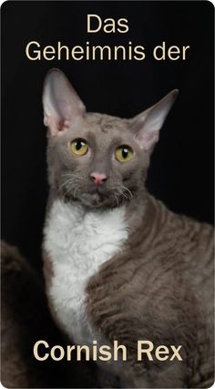 Das Bild zeigt eine Katze der Rasse Cornish Rex. Sie hat dunkelgraues Fell mit weißen Stellen an der Brust und schlammgrüne Augen.