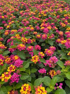 many different colored flowers growing in a field with green leaves on the top and bottom