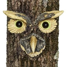 an owl's face carved into the bark of a tree with eyes on it