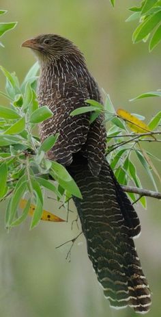 a bird perched on top of a tree branch