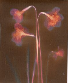 three pink flowers in a vase on a brown background with blurry lines around them