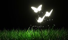 three butterflies flying in the night sky over some grass