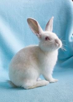 a white rabbit sitting on top of a blue blanket