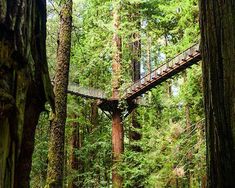 a bridge in the middle of a forest surrounded by tall trees and lush green foliage