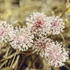 some very pretty white flowers in the grass