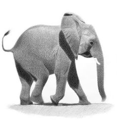 a pencil drawing of an elephant with its trunk in the air and it's head down