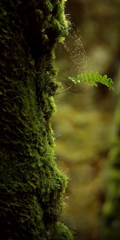 a green plant growing out of the side of a moss covered tree trunk in a forest