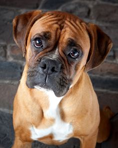 a brown and white dog sitting on top of a stone floor next to a brick wall