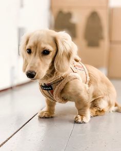 a small brown dog standing on top of a wooden floor next to boxes and a door