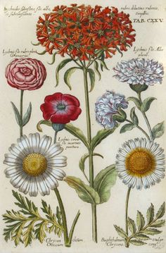 an old book with flowers and leaves on it's cover, including one large red flower