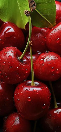 a bunch of cherries with water droplets on them