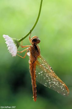 a close up of a insect on a plant with water droplets hanging from it's wings